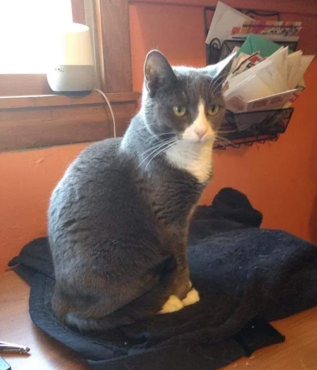 Lost cat in Marshfield, WI, 54449