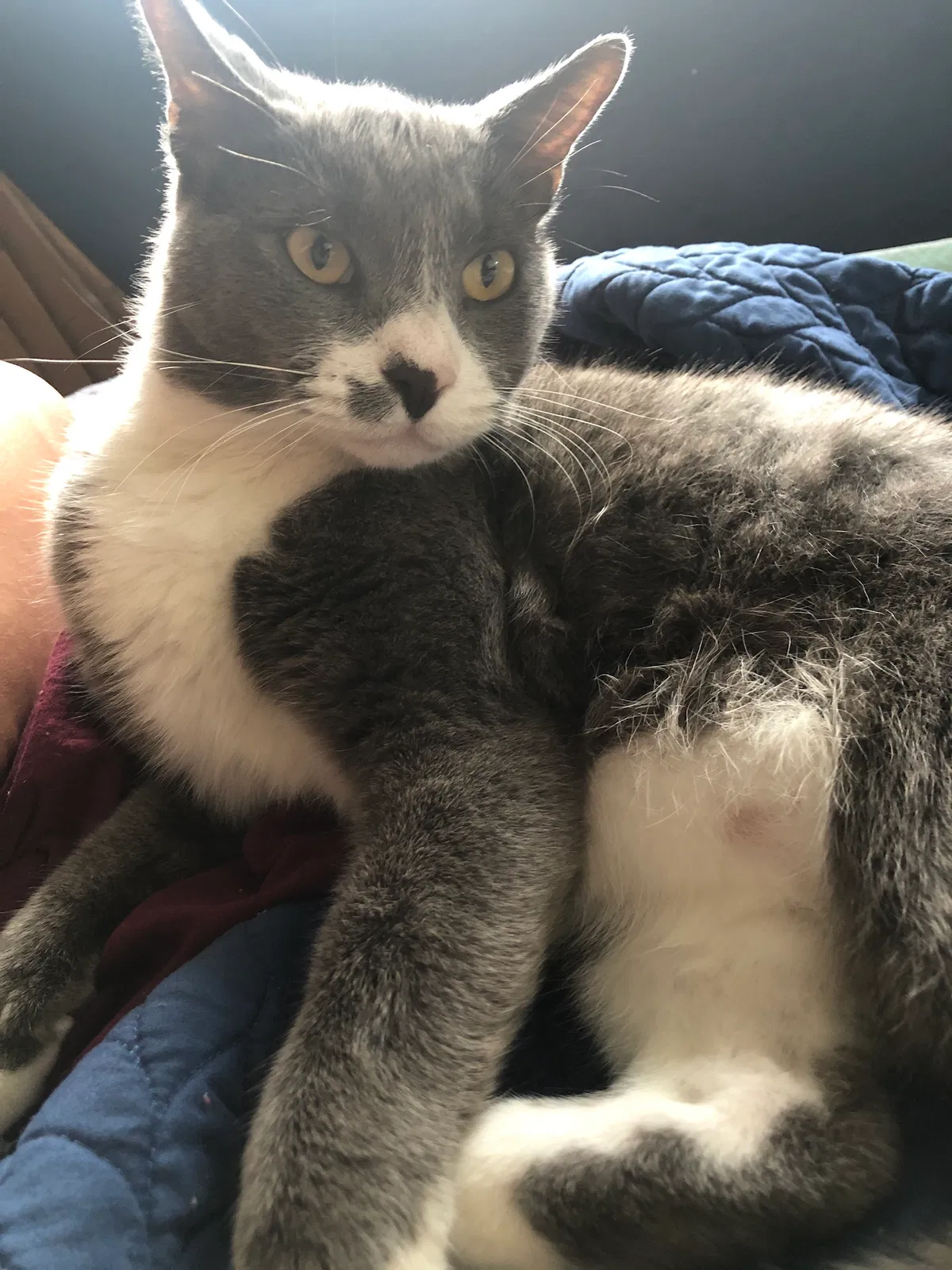 Lost cat in Fort Lauderdale, FL, 33317