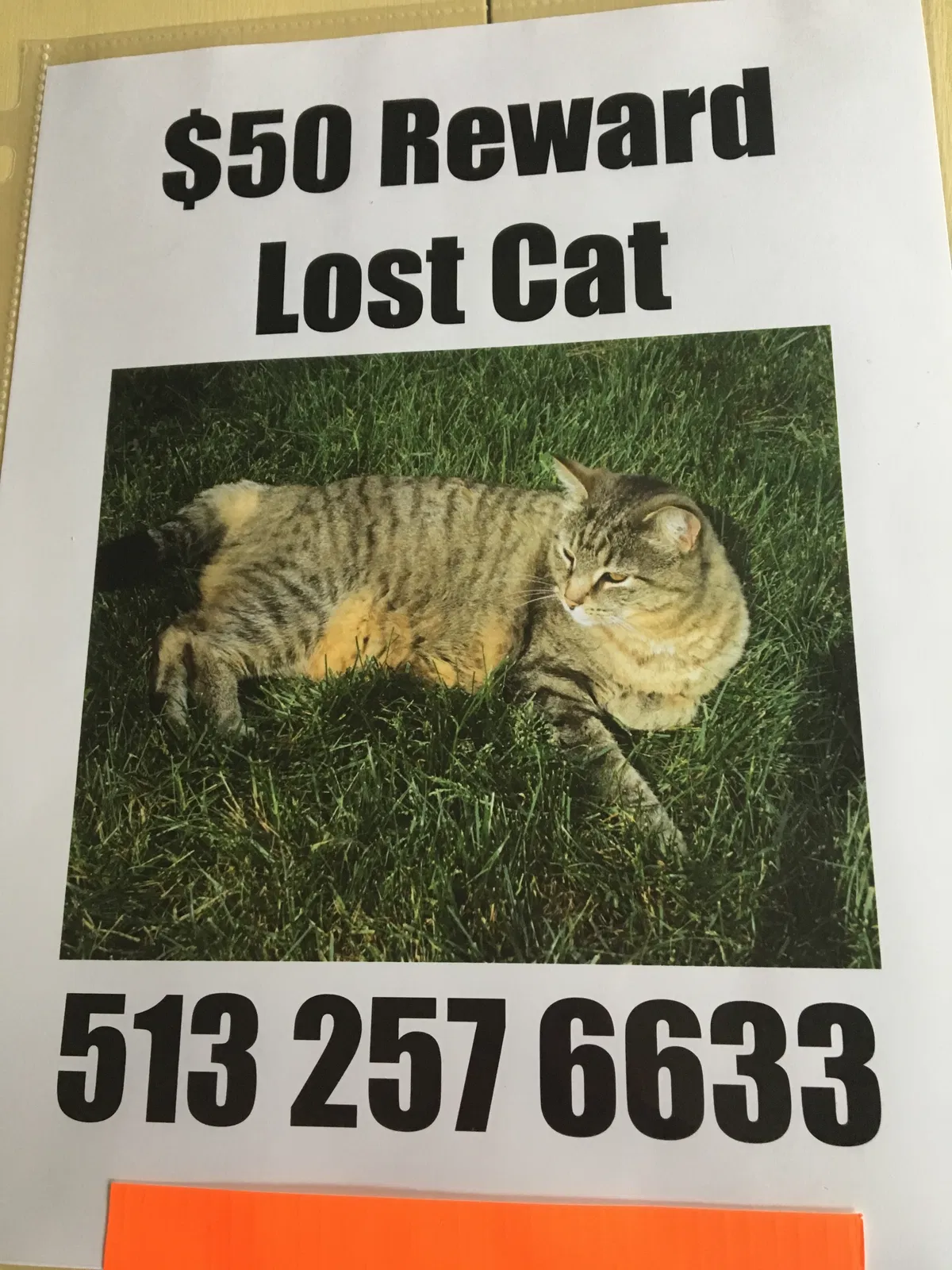 Lost cat in Loveland, OH, 45140