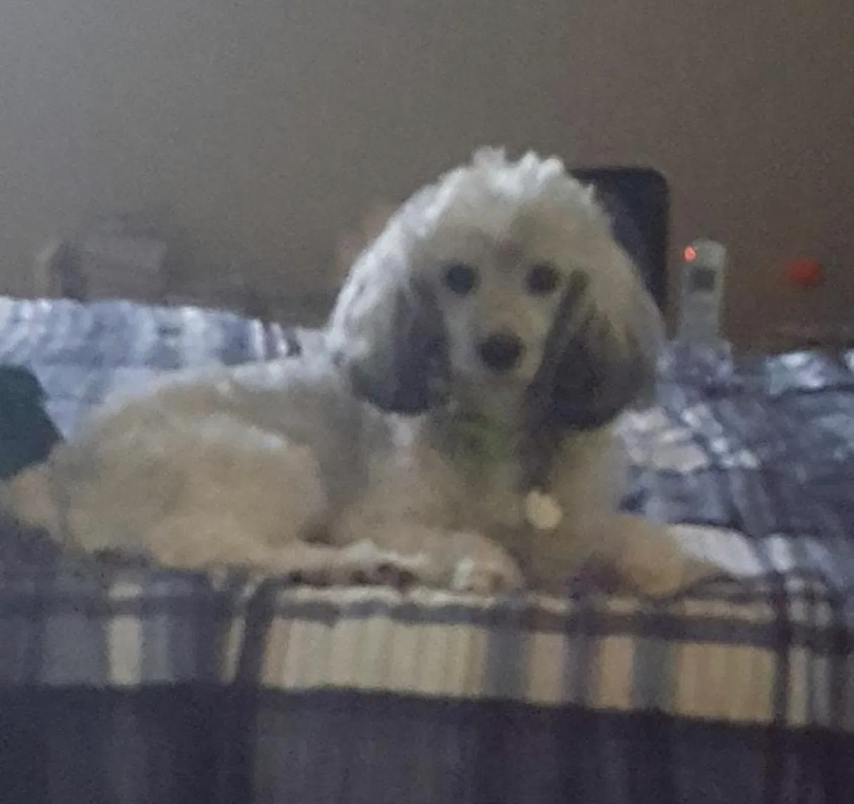 Lost dog in Olathe, KS, 66061