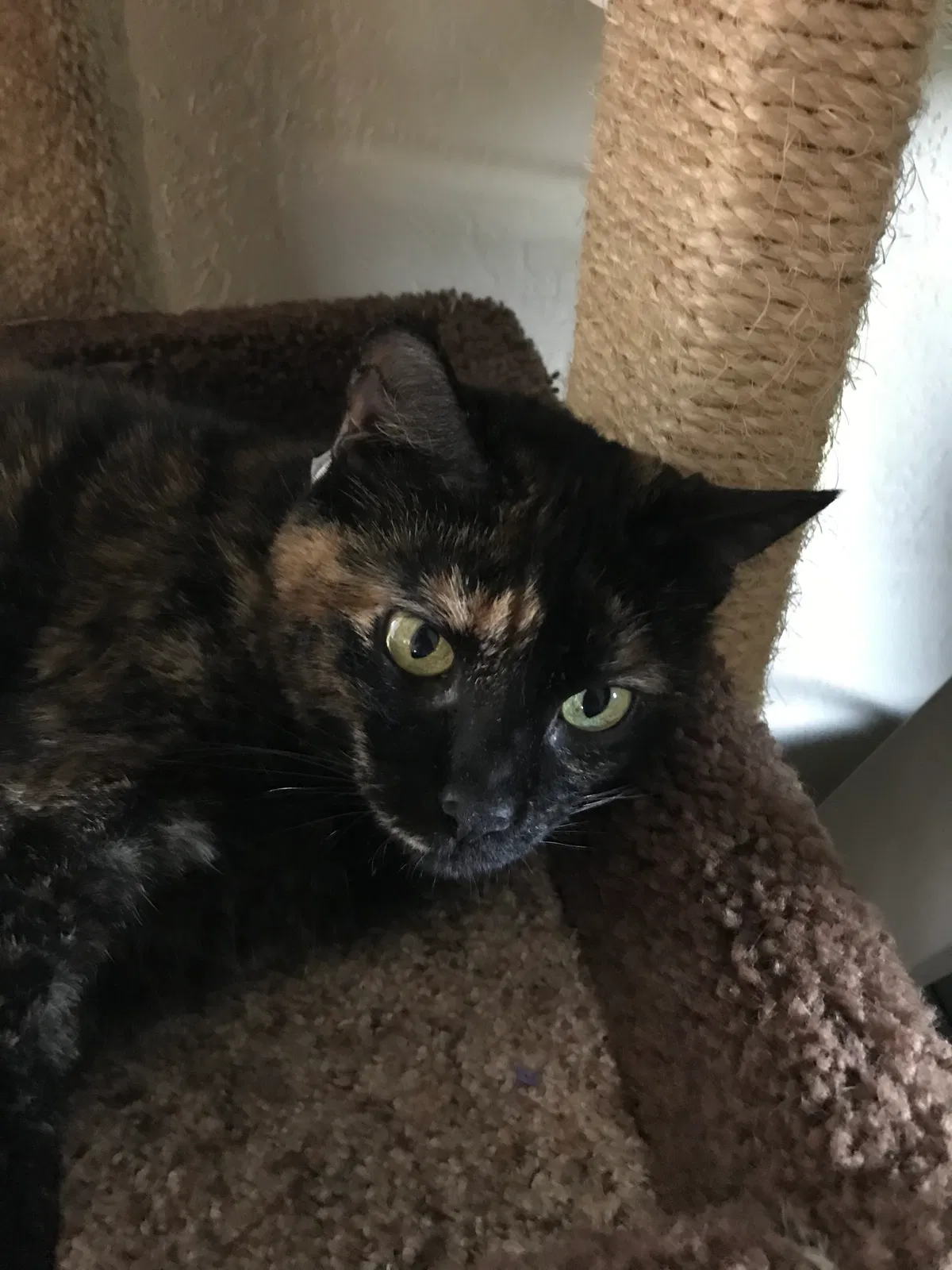 Lost cat in Central Point, OR, 97502