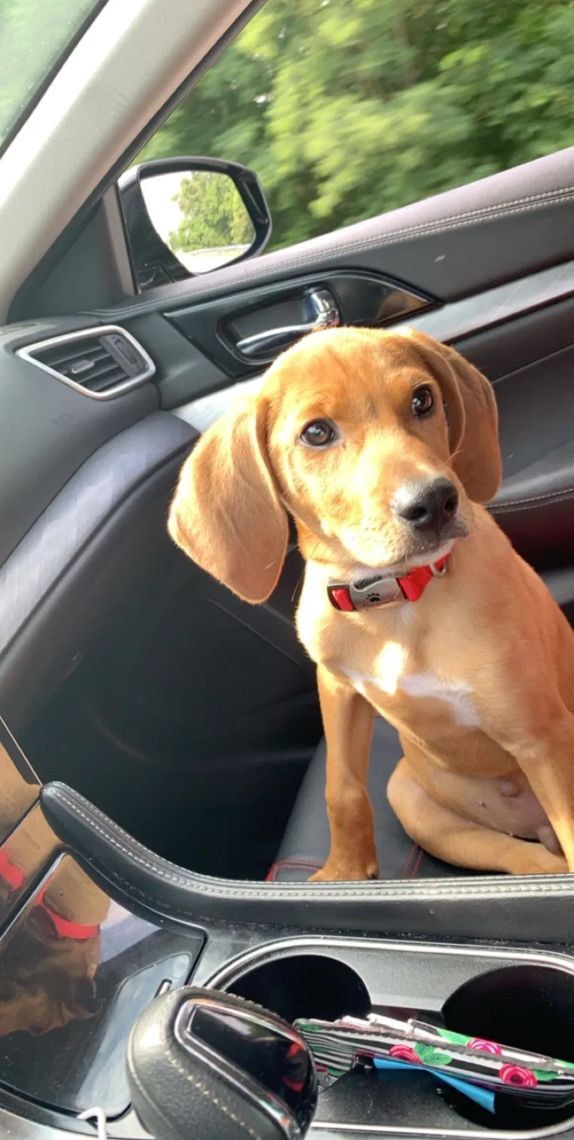 Lost dog in Clarksville, TN, 37040