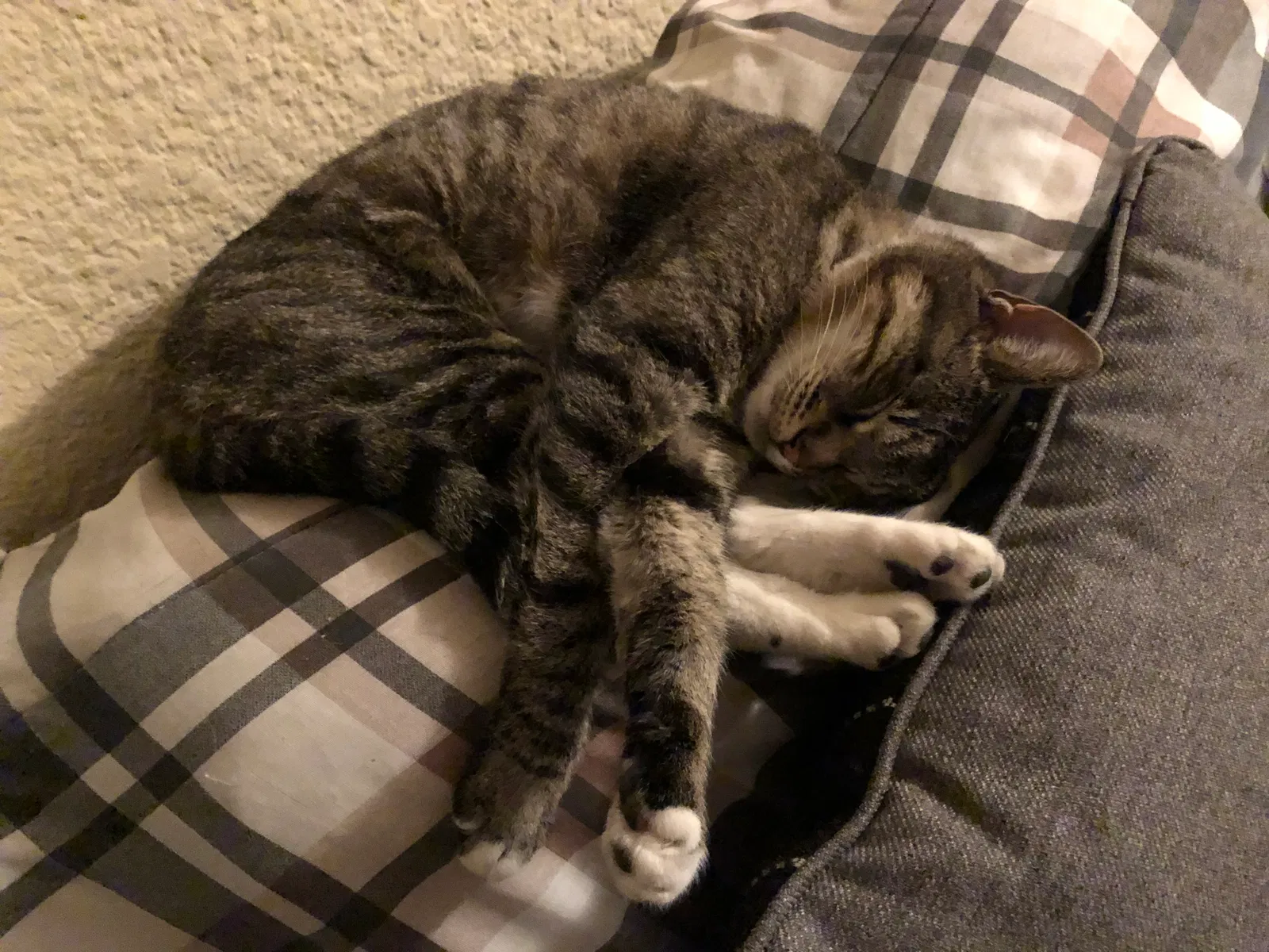 Lost cat in Granada Hills, CA, 91344