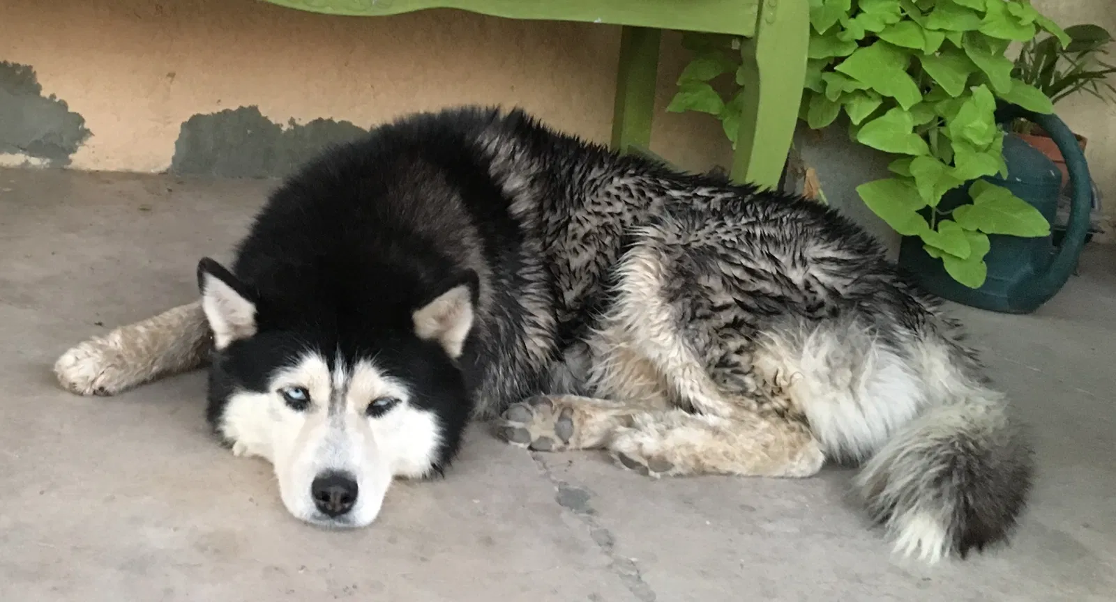 Lost dog in Tucson, AZ, 85745