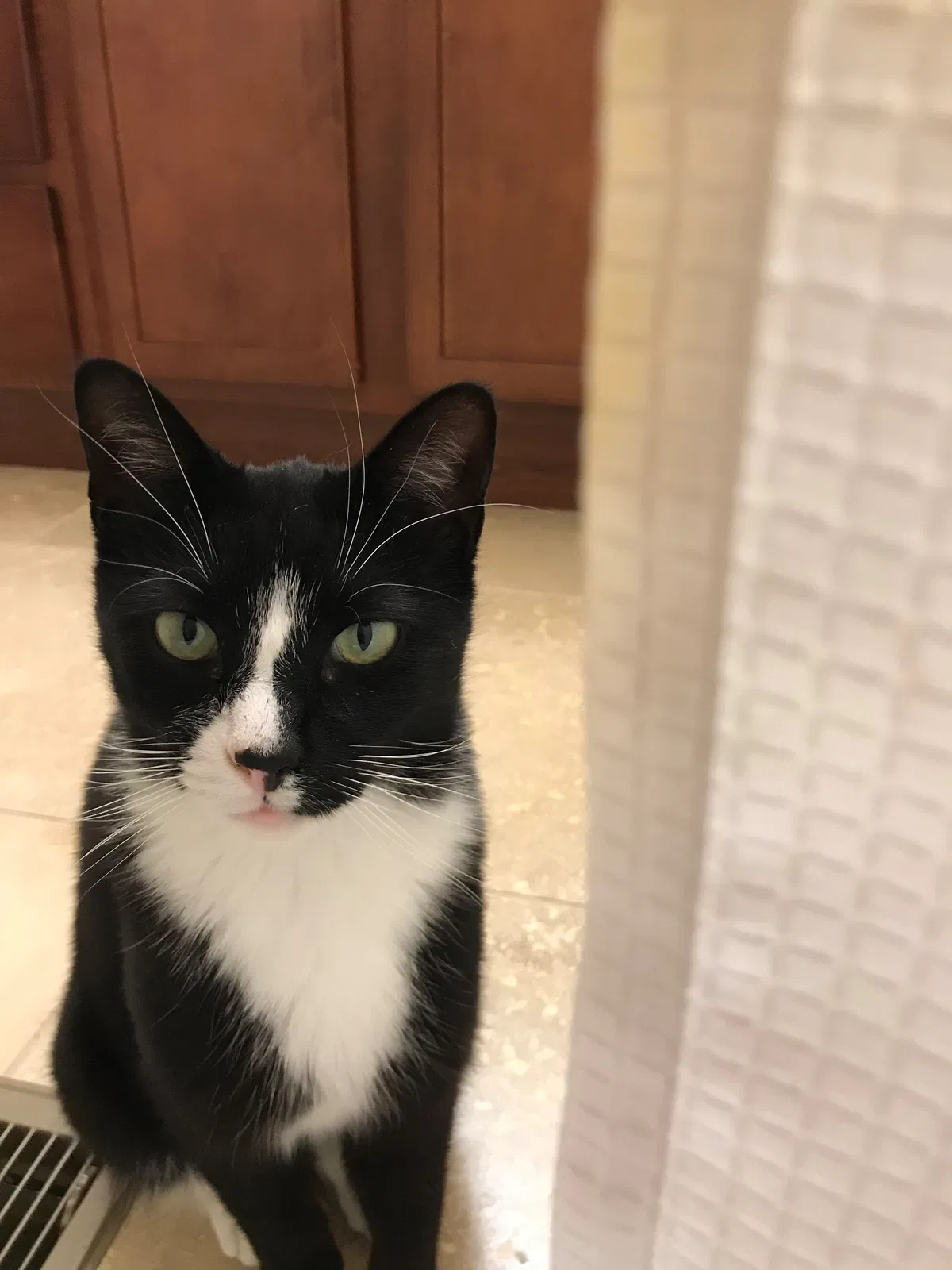 Lost cat in Shawnee, KS, 66203