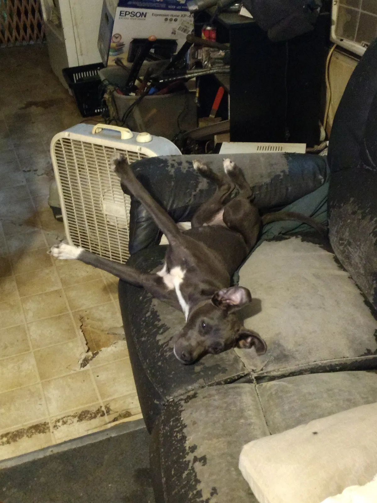 Lost dog in Manchester, TN, 37355