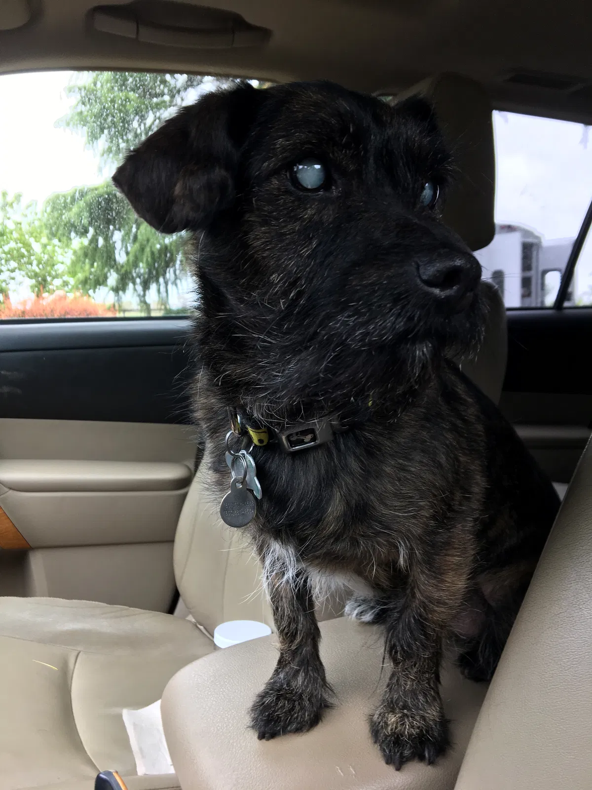 Lost dog in Dundee, OR, 97115
