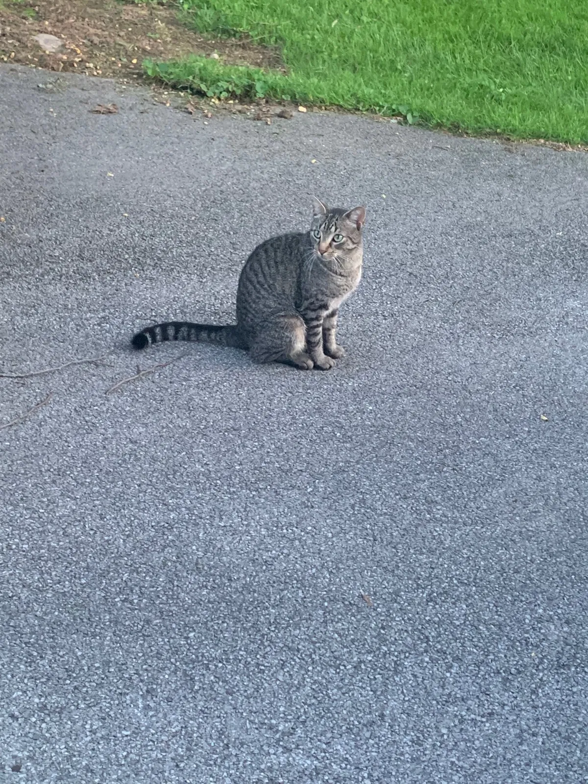 Found cat in Ballston Spa, NY, 12020
