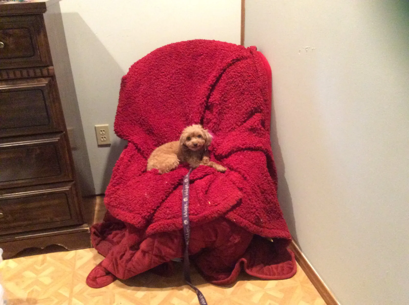 Lost dog in Cincinnati, OH, 45246