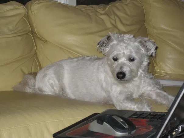 Lost dog in Afton, VA, 22920
