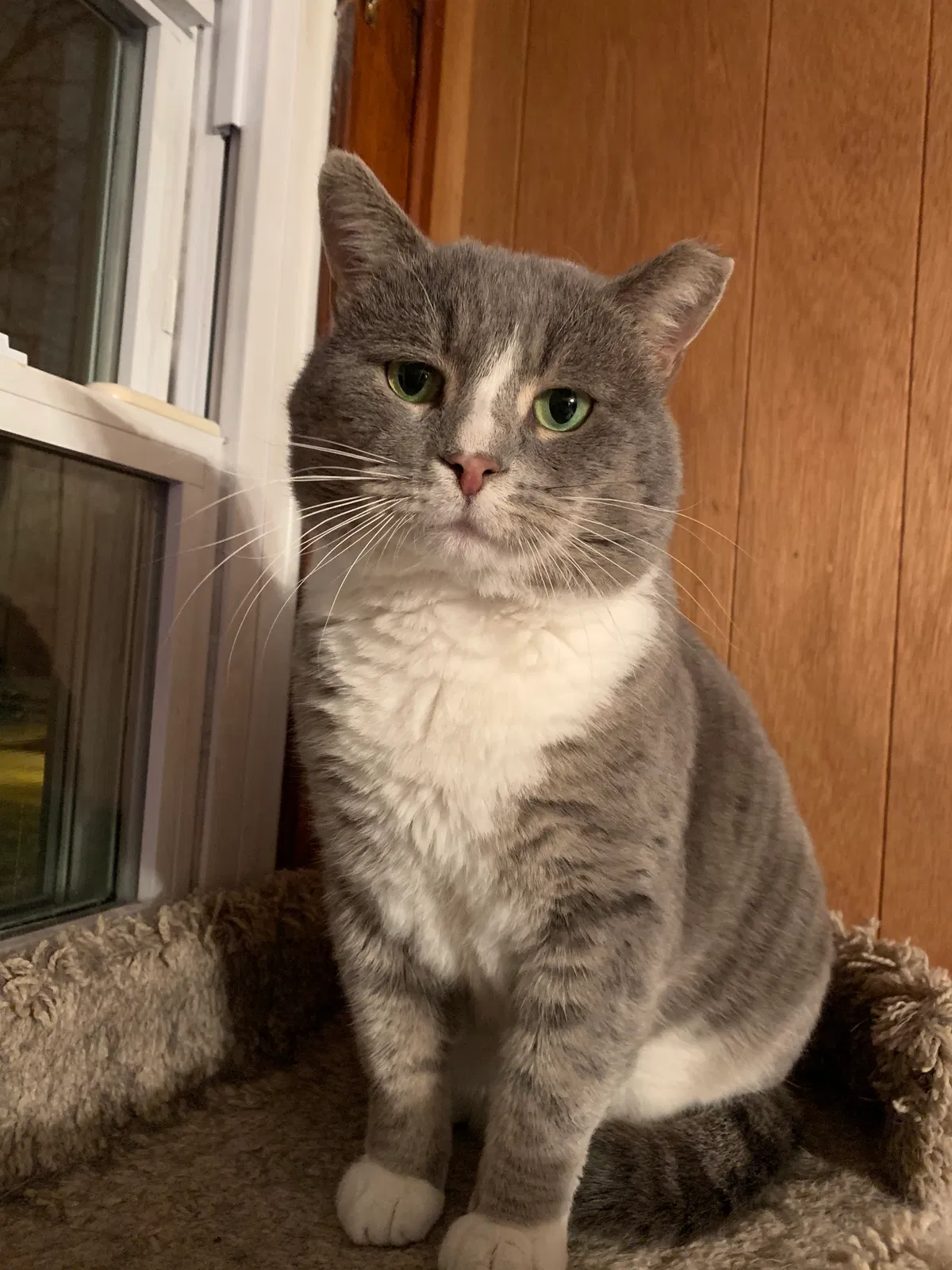 Lost cat in Columbus, OH, 43204