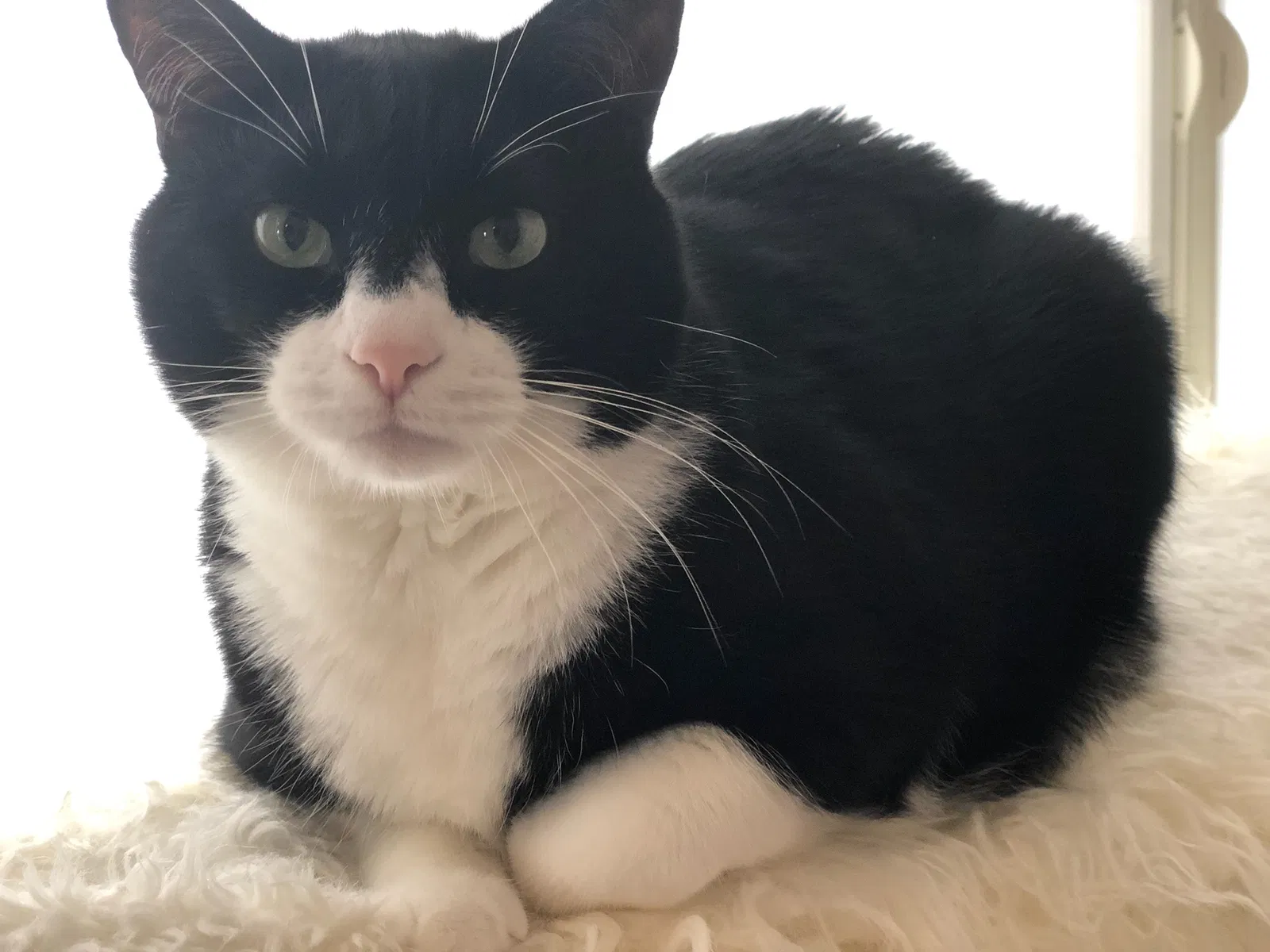 Lost cat in Odessa, FL, 33556