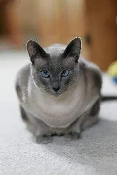 Lost cat in Gig Harbor, WA, 98332