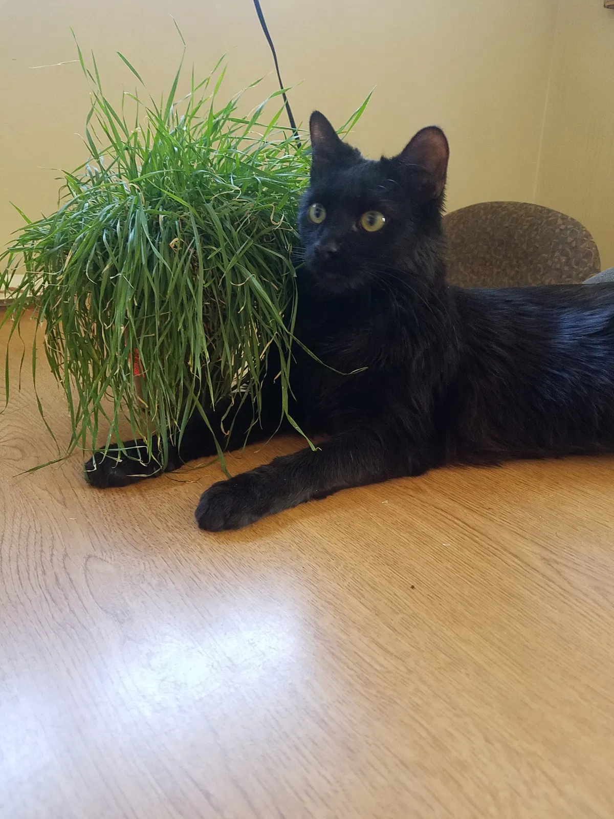Lost cat in Eastpointe, MI, 48021