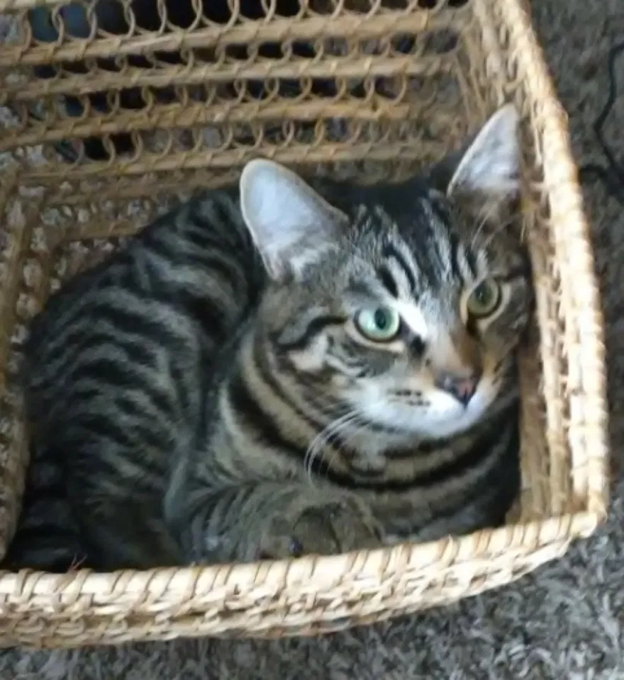 Lost cat in Jefferson, OR, 97352