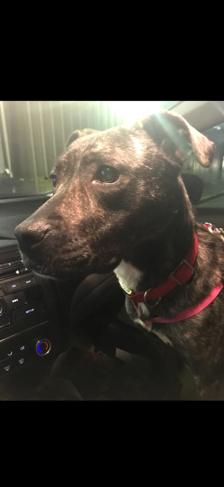 Lost dog in Rome, GA, 30161