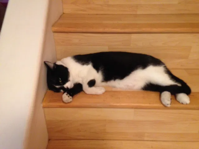 Lost cat in Rancho Palos Verdes, CA, 90275