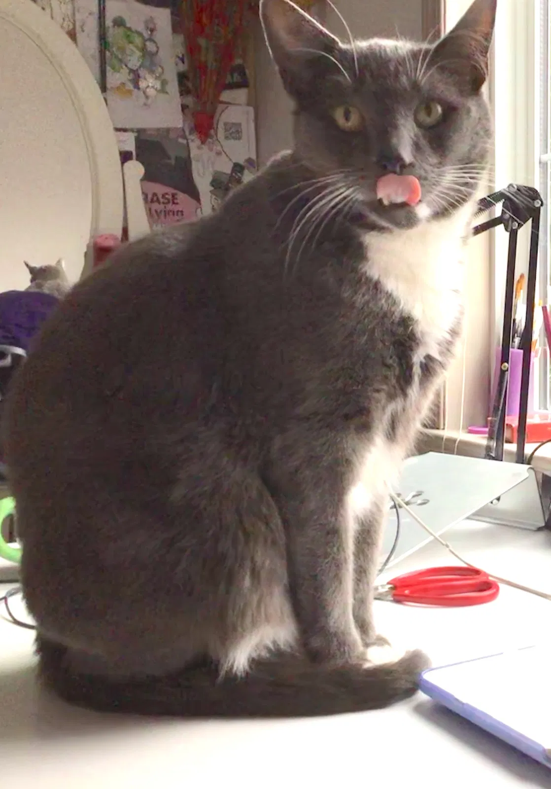 Lost cat in Unknown, CA, 0