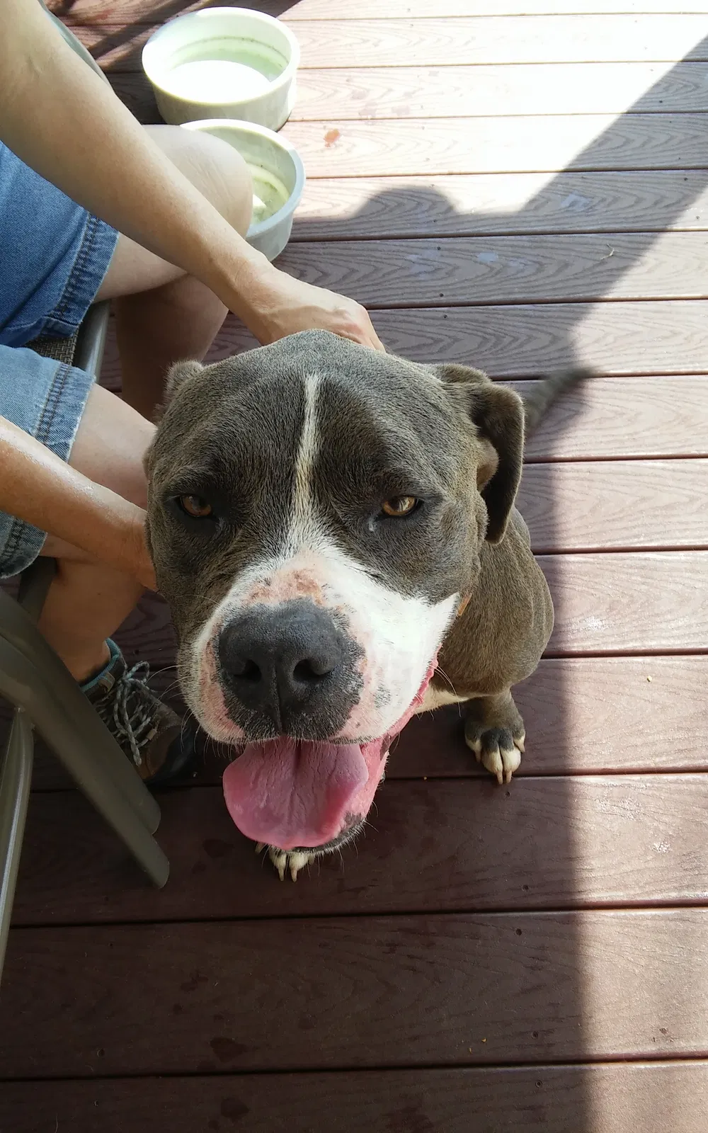 Found dog in Chesnee, SC, 29323