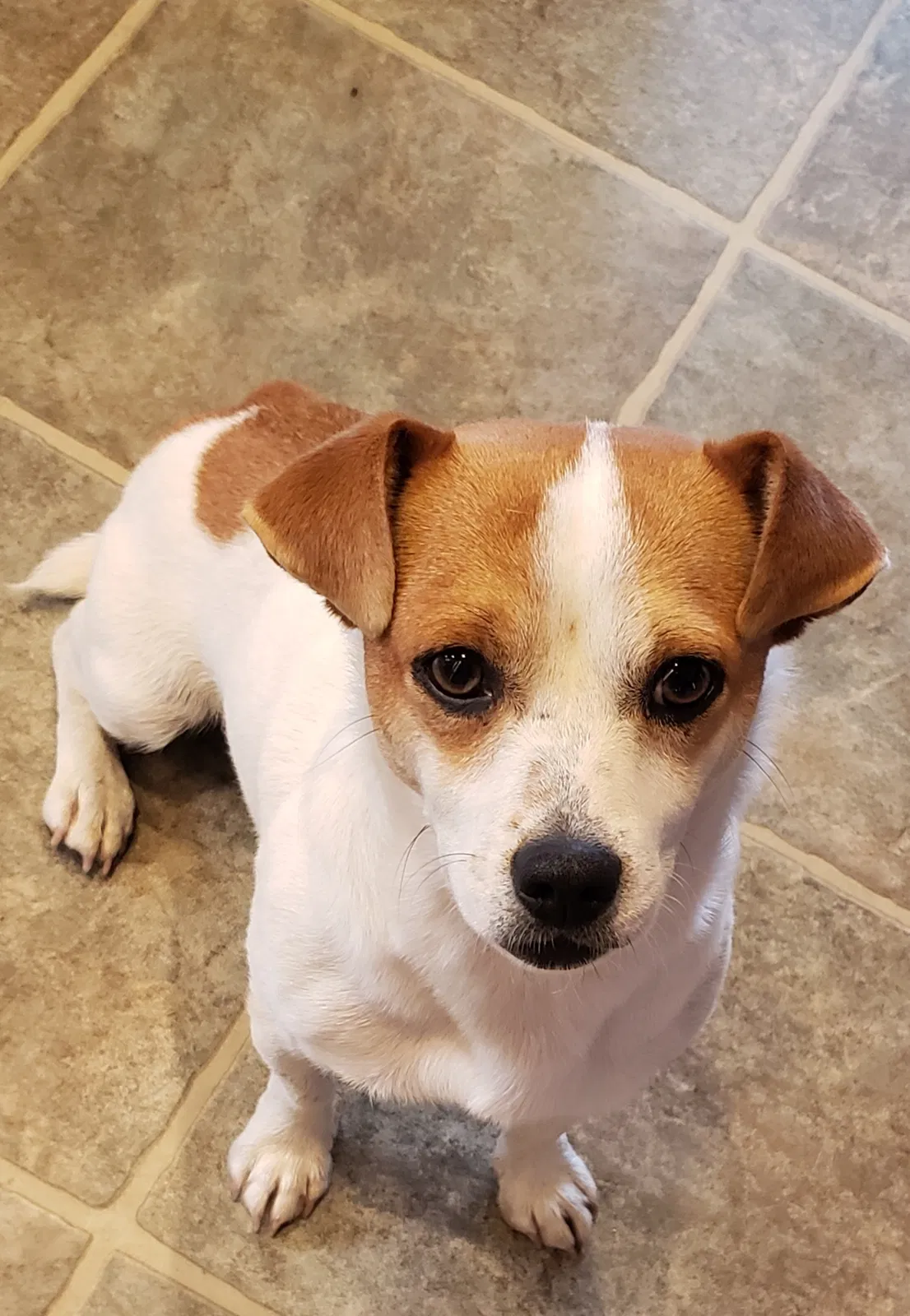 Found Dog
