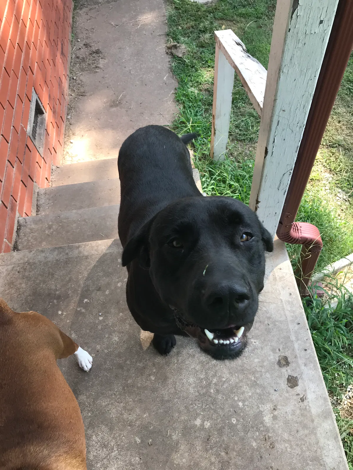 Lost dog in Tahlequah, OK, 74464