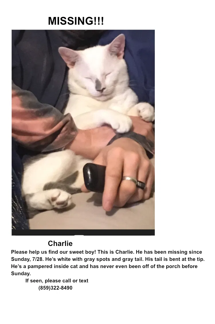 Lost cat in Melbourne, KY, 41059