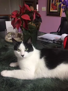 Lost cat in Cincinnati, OH, 45239