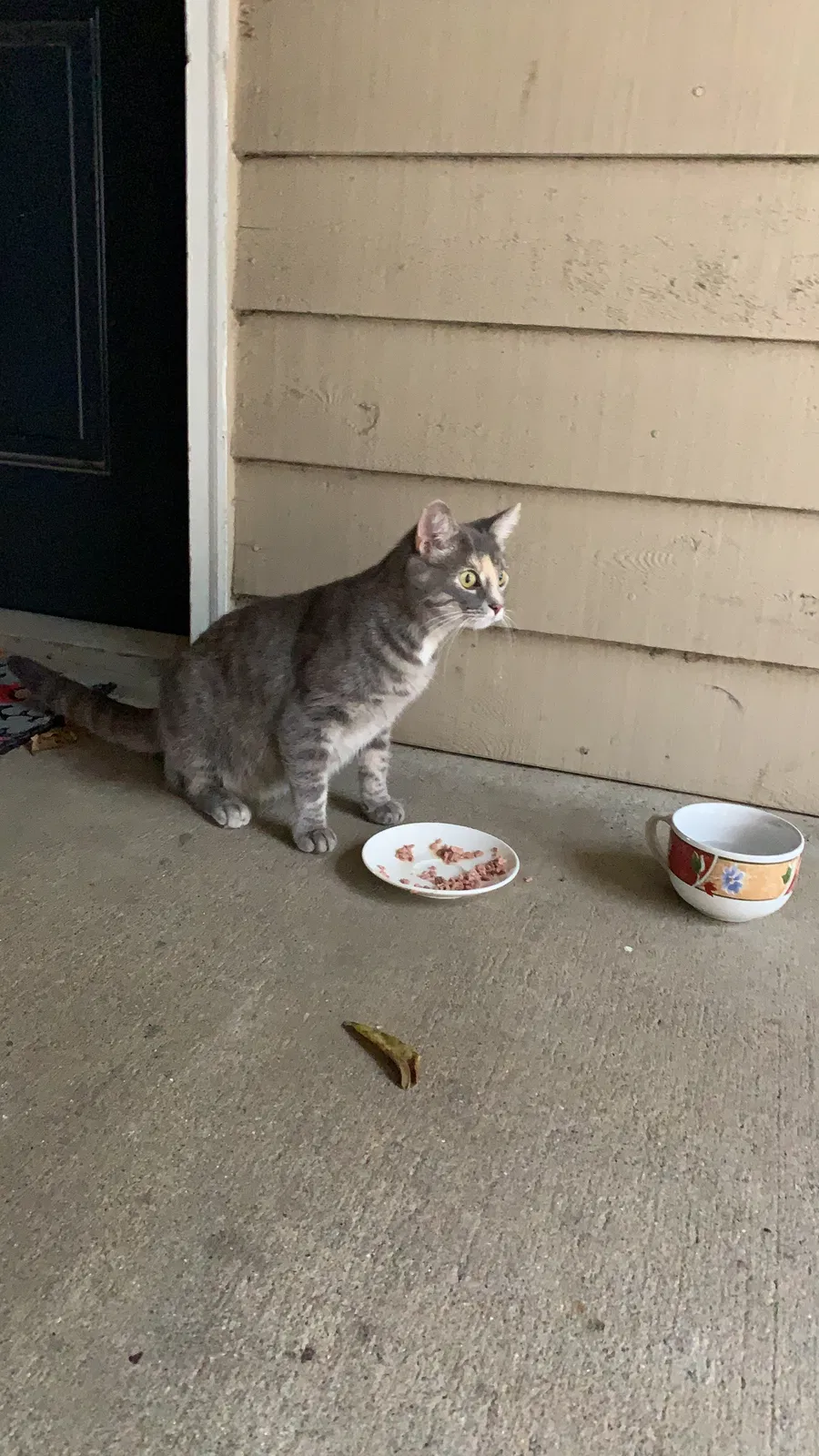 Found cat in Louisville, KY, 40207