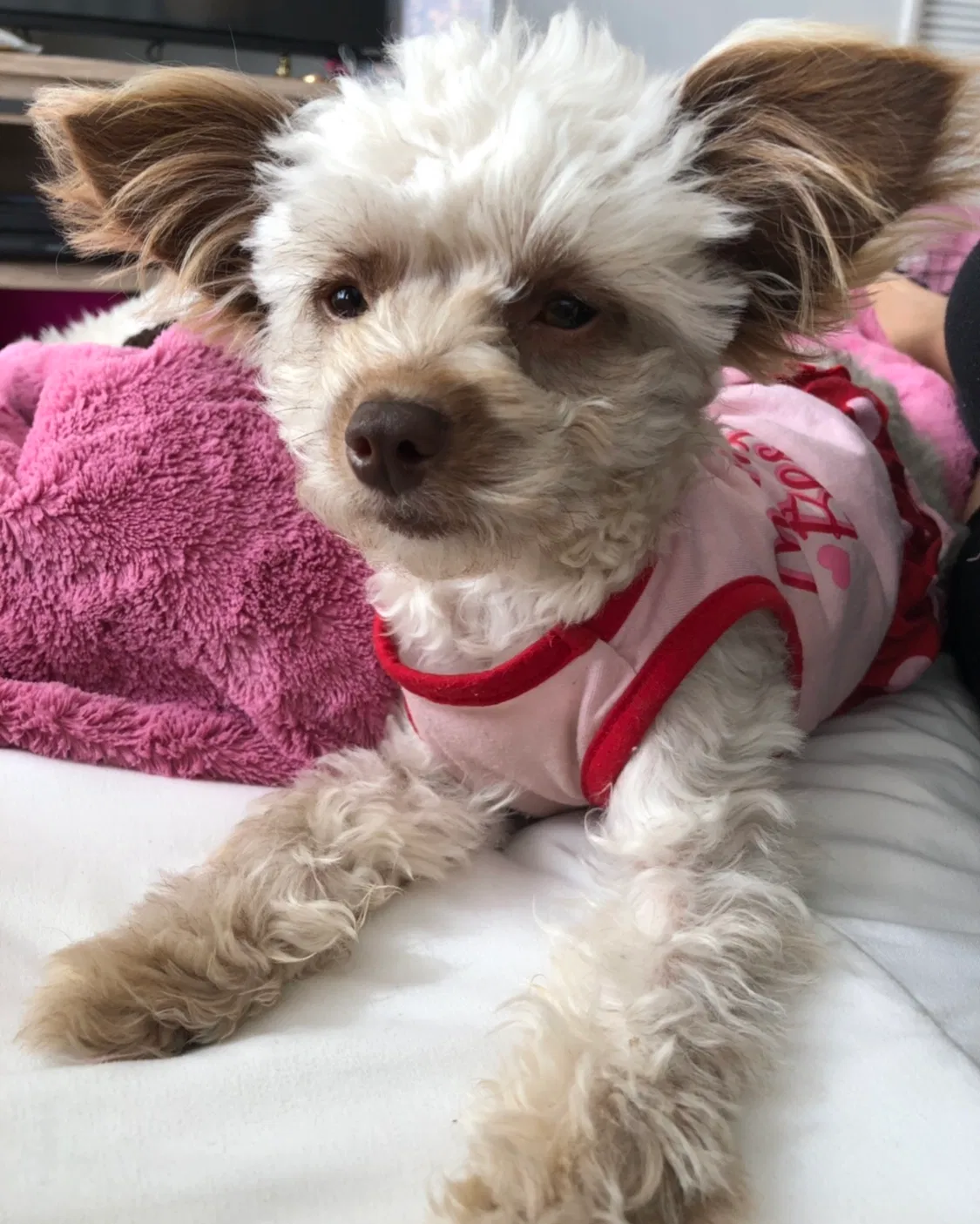 Lost dog in Hacienda Heights, CA, 91745