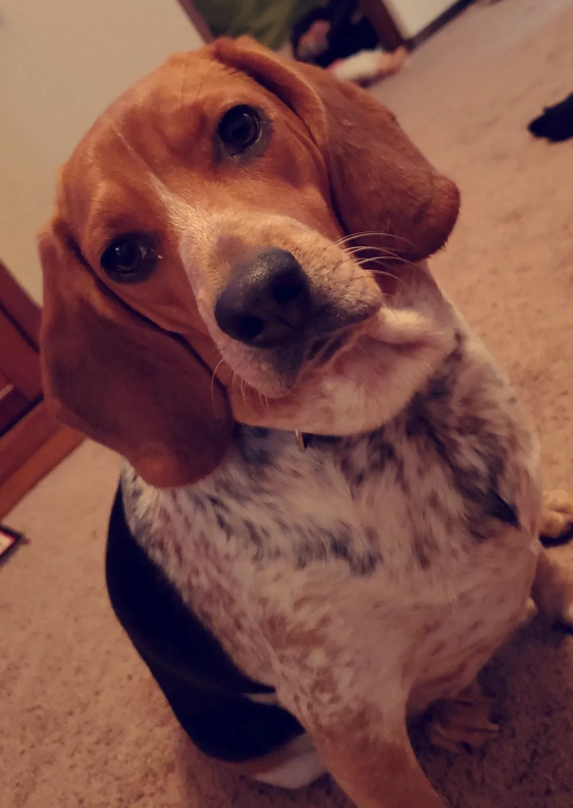 Lost dog in High Point, NC, 27263