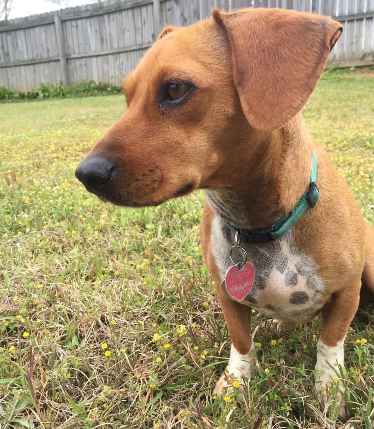 Lost dog in Deatsville, AL, 36022
