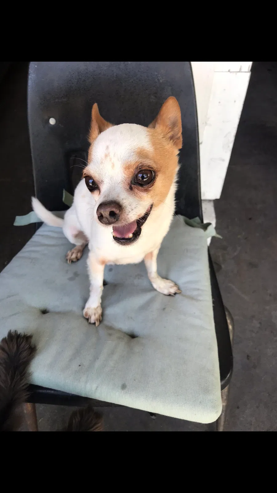 Lost dog in South Gate, CA, 90280