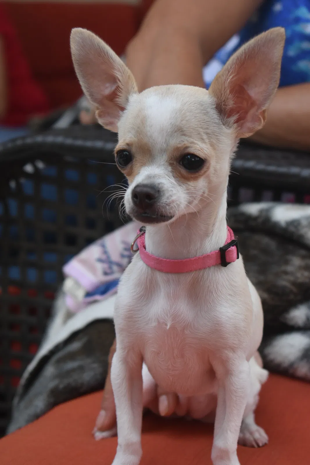 Lost dog in El Paso, TX, 79927