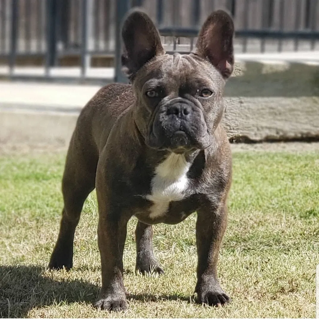 Lost dog in Riverside, CA, 92505