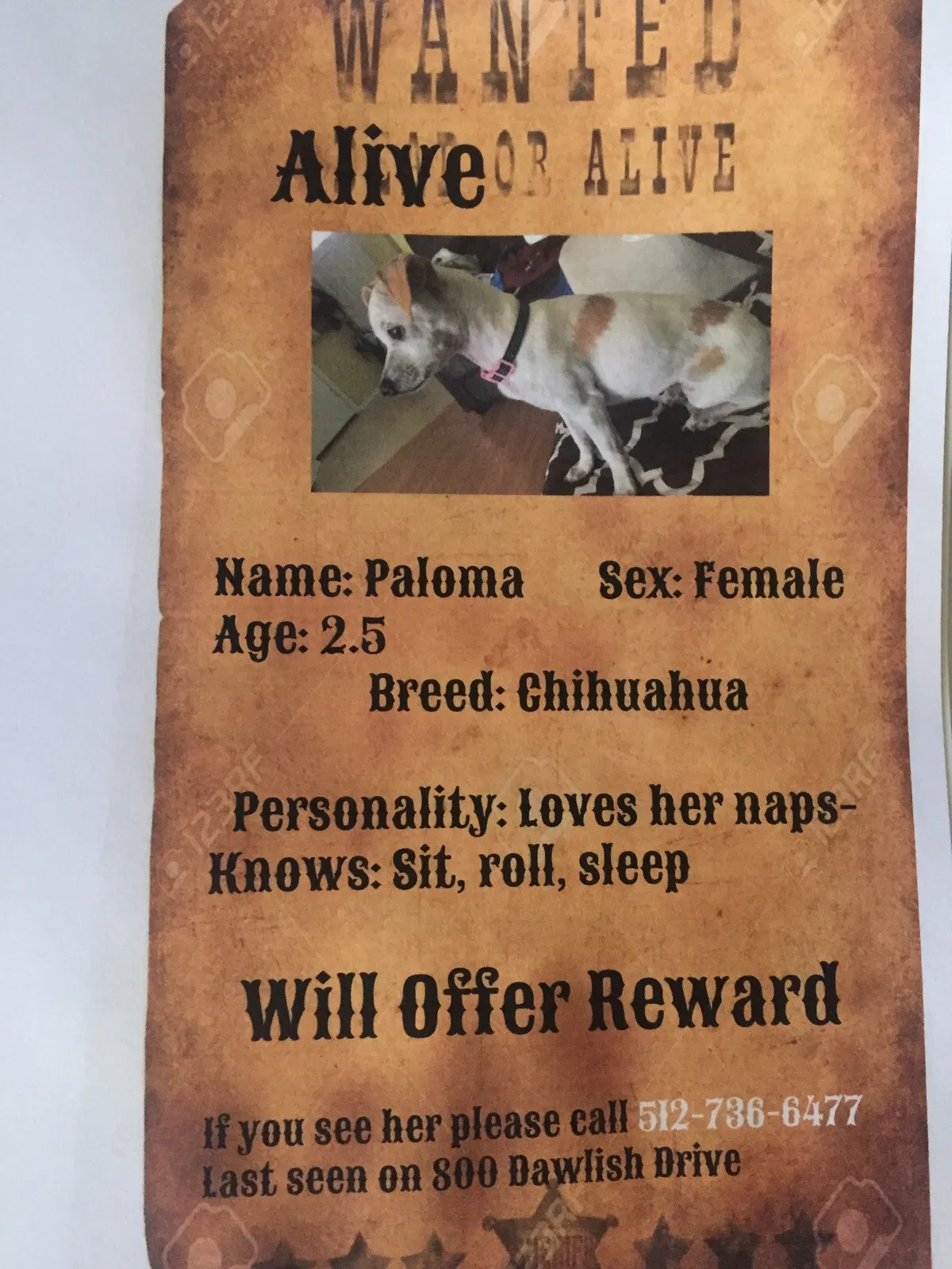 Lost dog in Pflugerville, TX, 78660