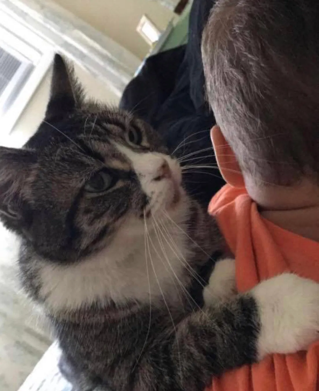 Lost cat in Springfield, OR, 97478