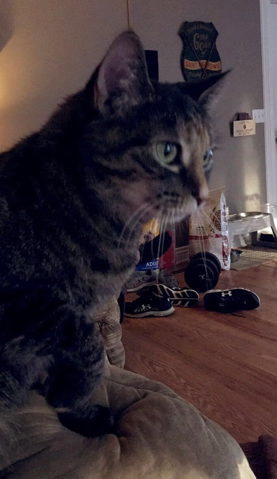 Lost cat in Hoagland, IN, 46745