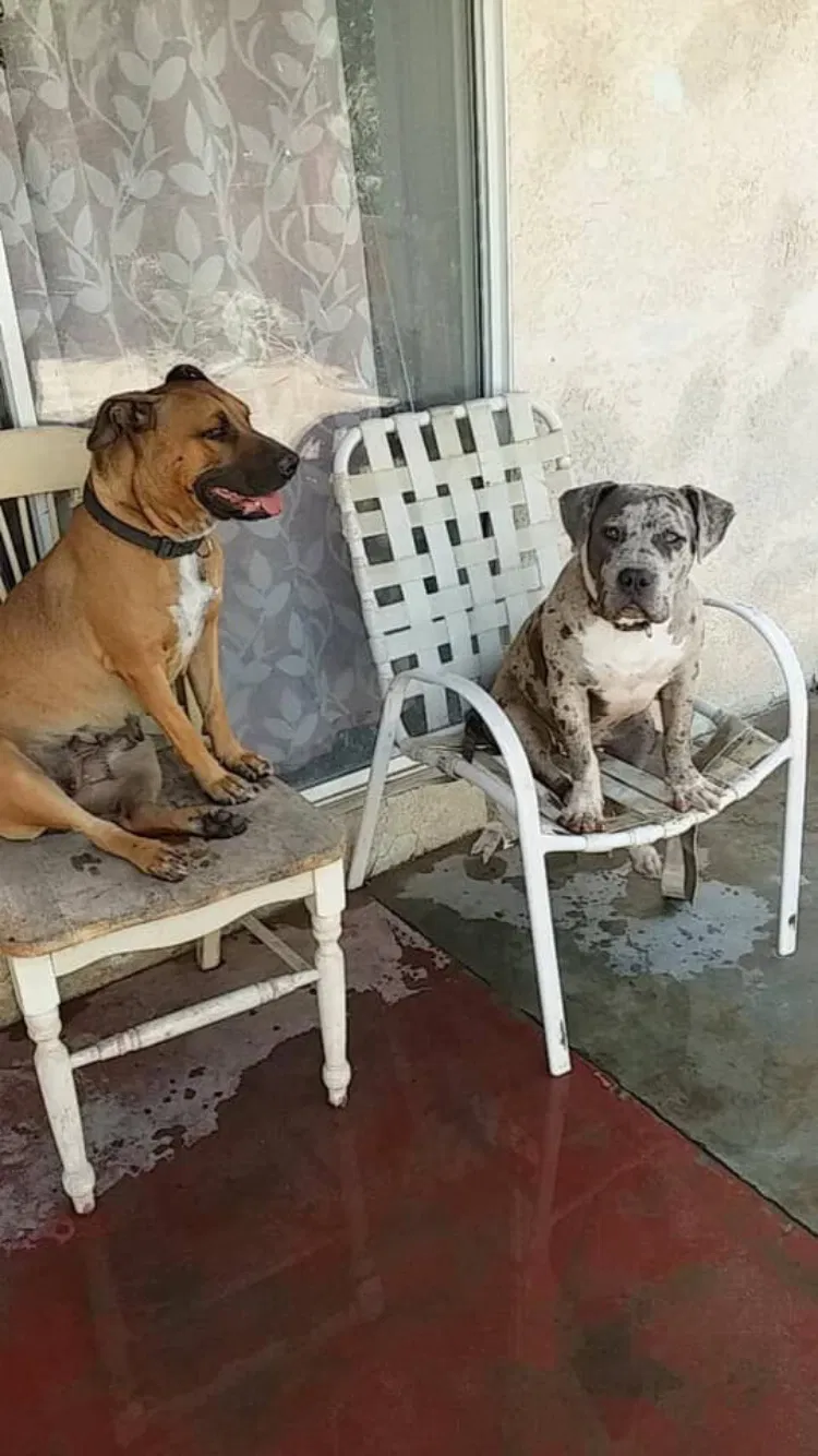 Lost dog in Bakersfield, CA, 93307