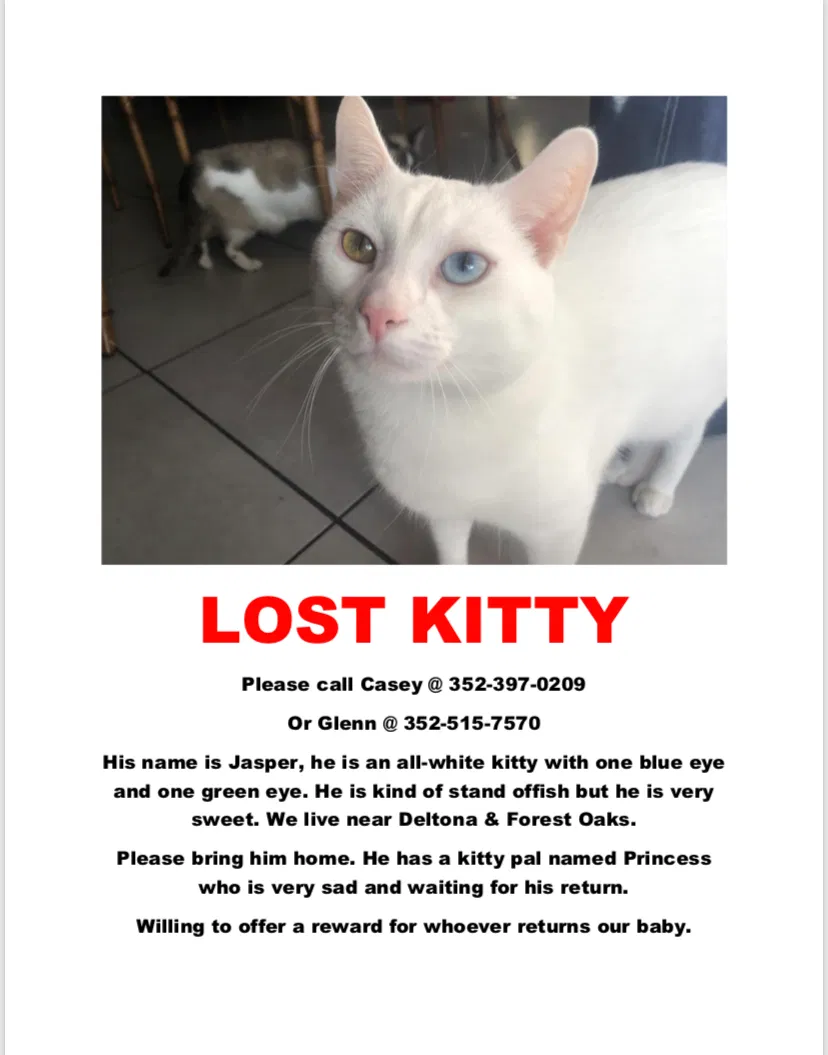 Lost cat in Spring Hill, FL, 34608