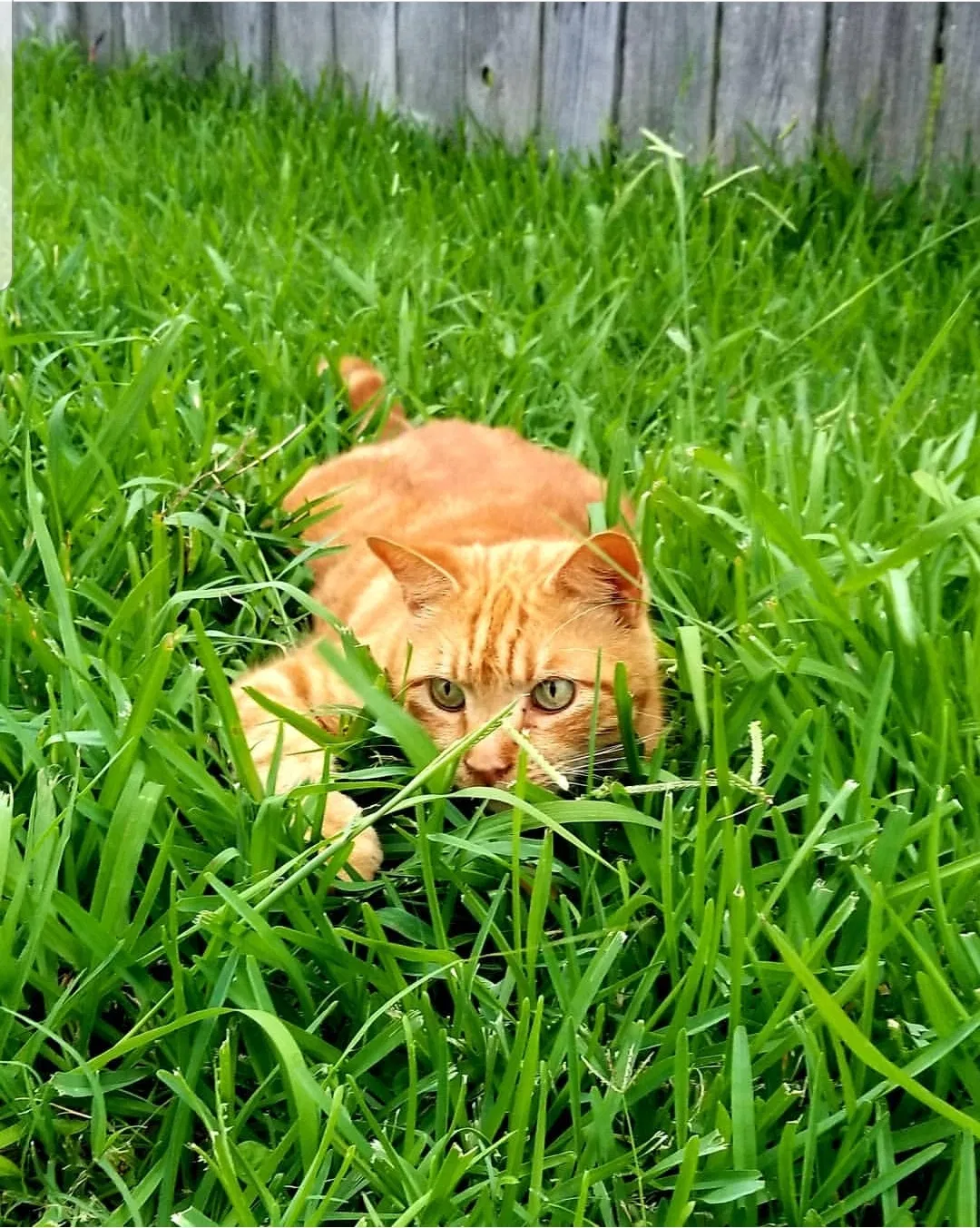 Lost cat in Santa Fe, TX, 77510