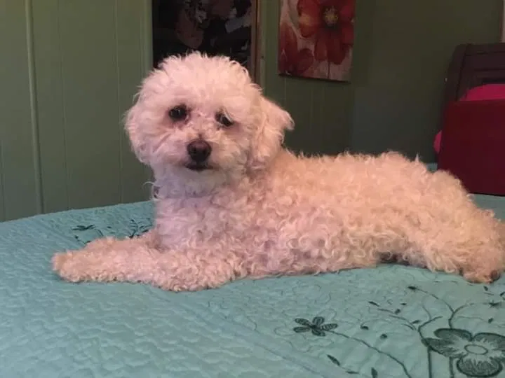Lost dog in Bakersfield, CA, 93309