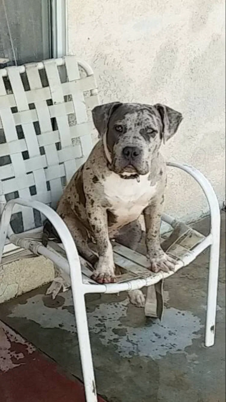 Lost dog in Bakersfield, CA, 93307