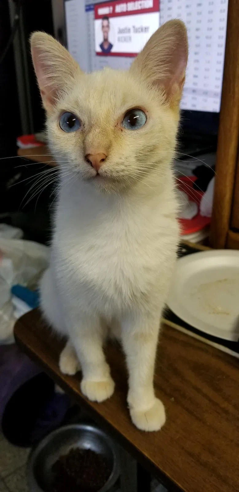 Lost cat in Splendora, TX, 77372