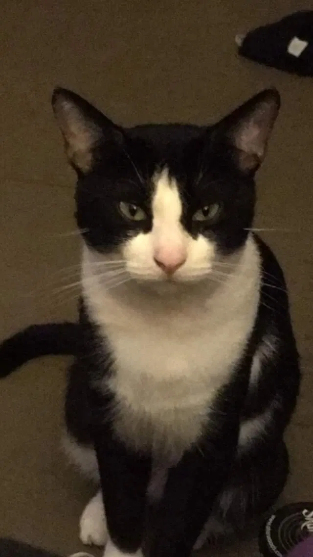 Lost cat in Lansing, MI, 48910
