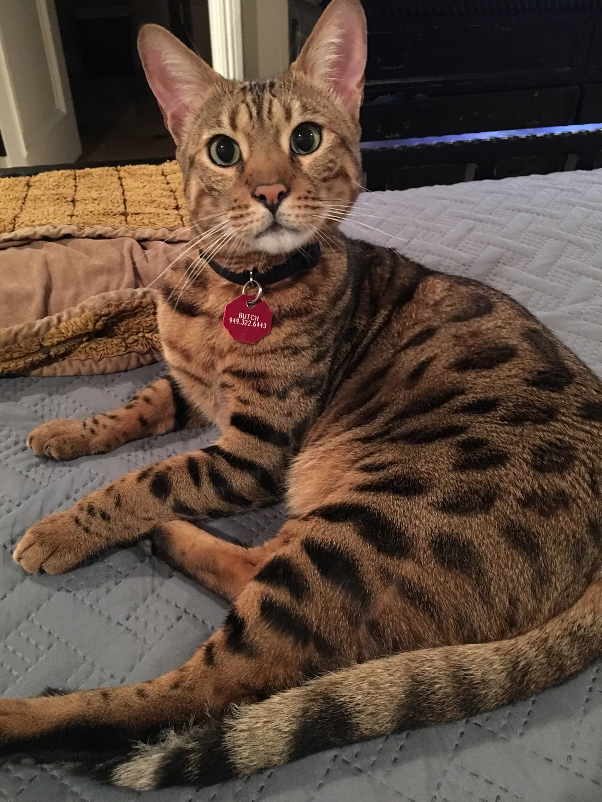 Lost cat in San Clemente, CA, 92672