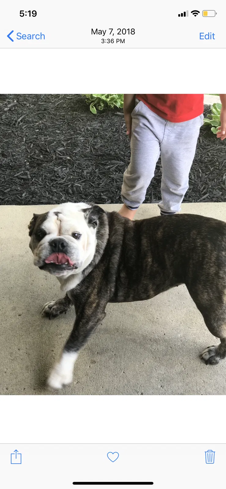 Lost dog in Columbus, OH, 43229