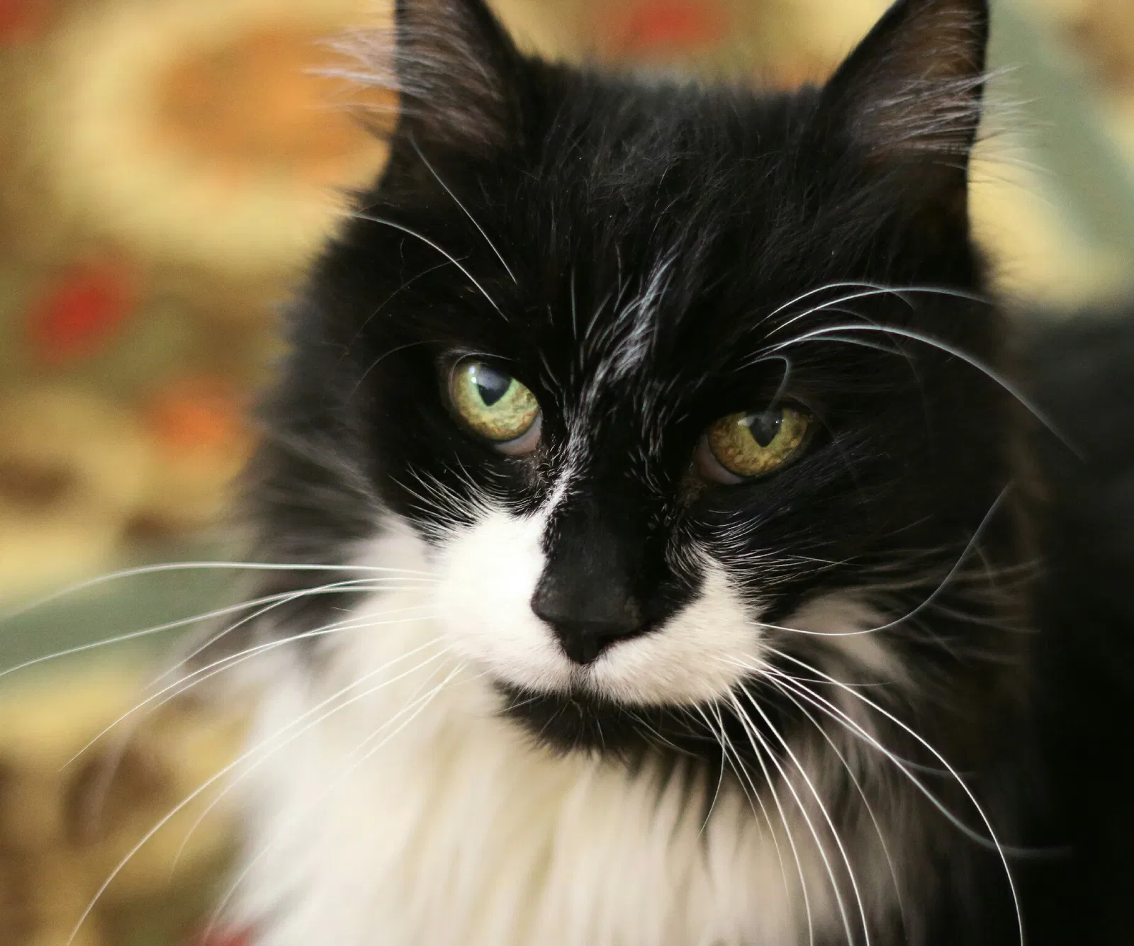 Lost cat in Lake Elsinore, CA, 92532