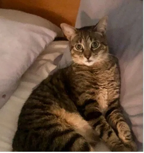 Lost cat in Fort Wayne, IN, 46818