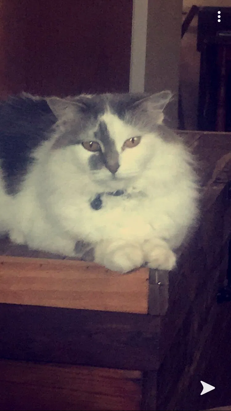 Lost cat in Pea Ridge, AR, 72751