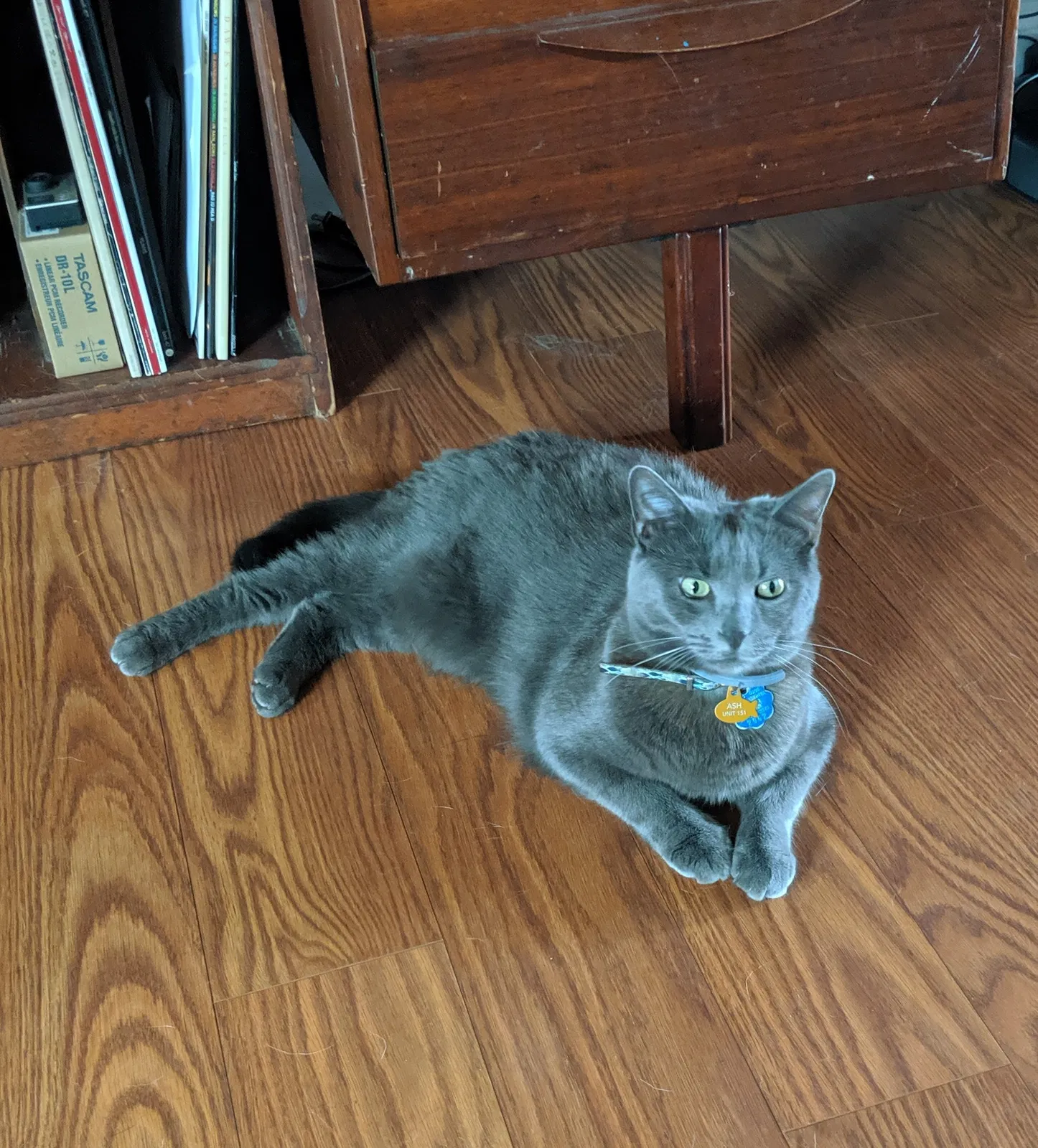 Lost cat in Bowling Green, KY, 42103